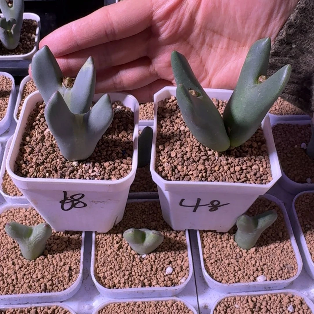 小*勇多肉....................