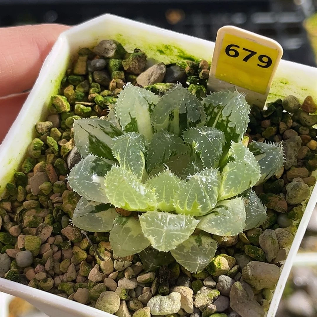 679玄冰玉露锦福利