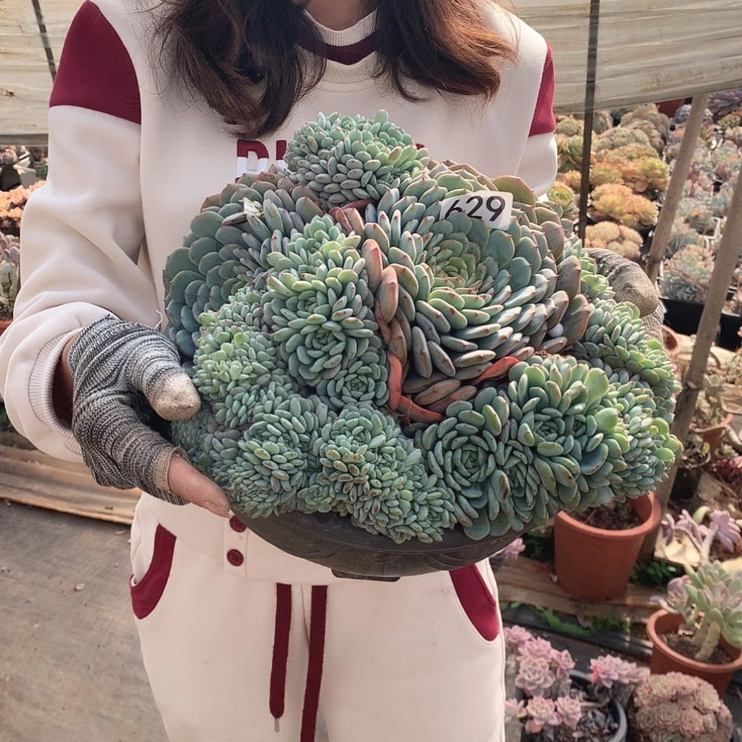 629白胖子 一物一拍多肉