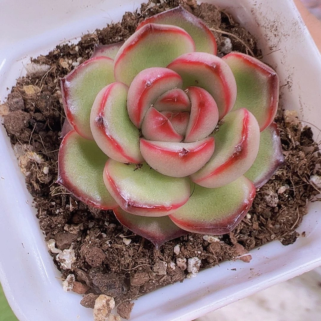 万宝龙19包邮多肉植物