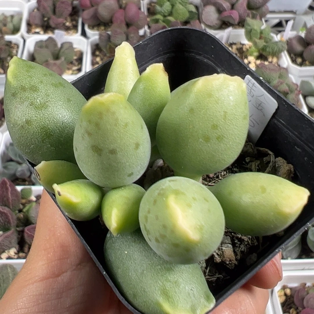 w黄金有干疤特价多肉植物