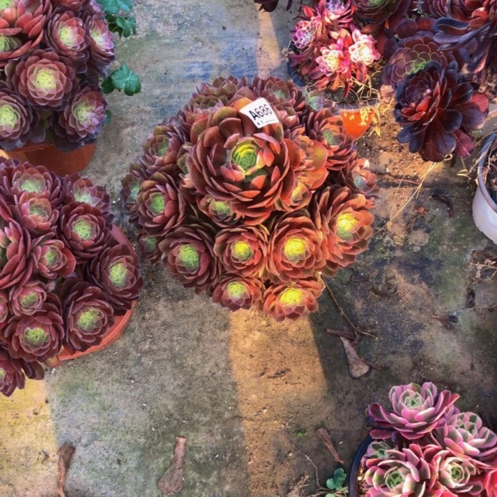 好*情红魔多肉68600000000000