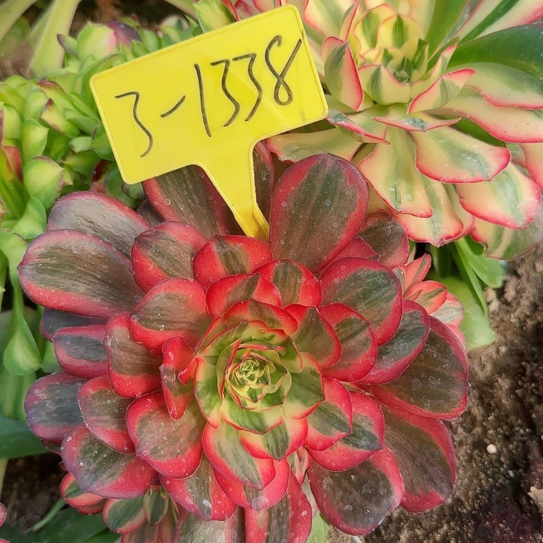 3-1338---多头多肉植物