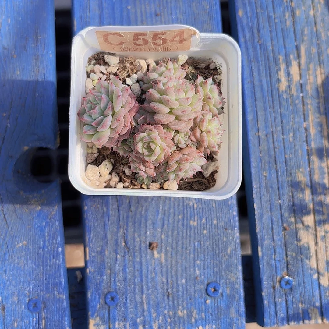 C554姬莲杂交yiwuyipai