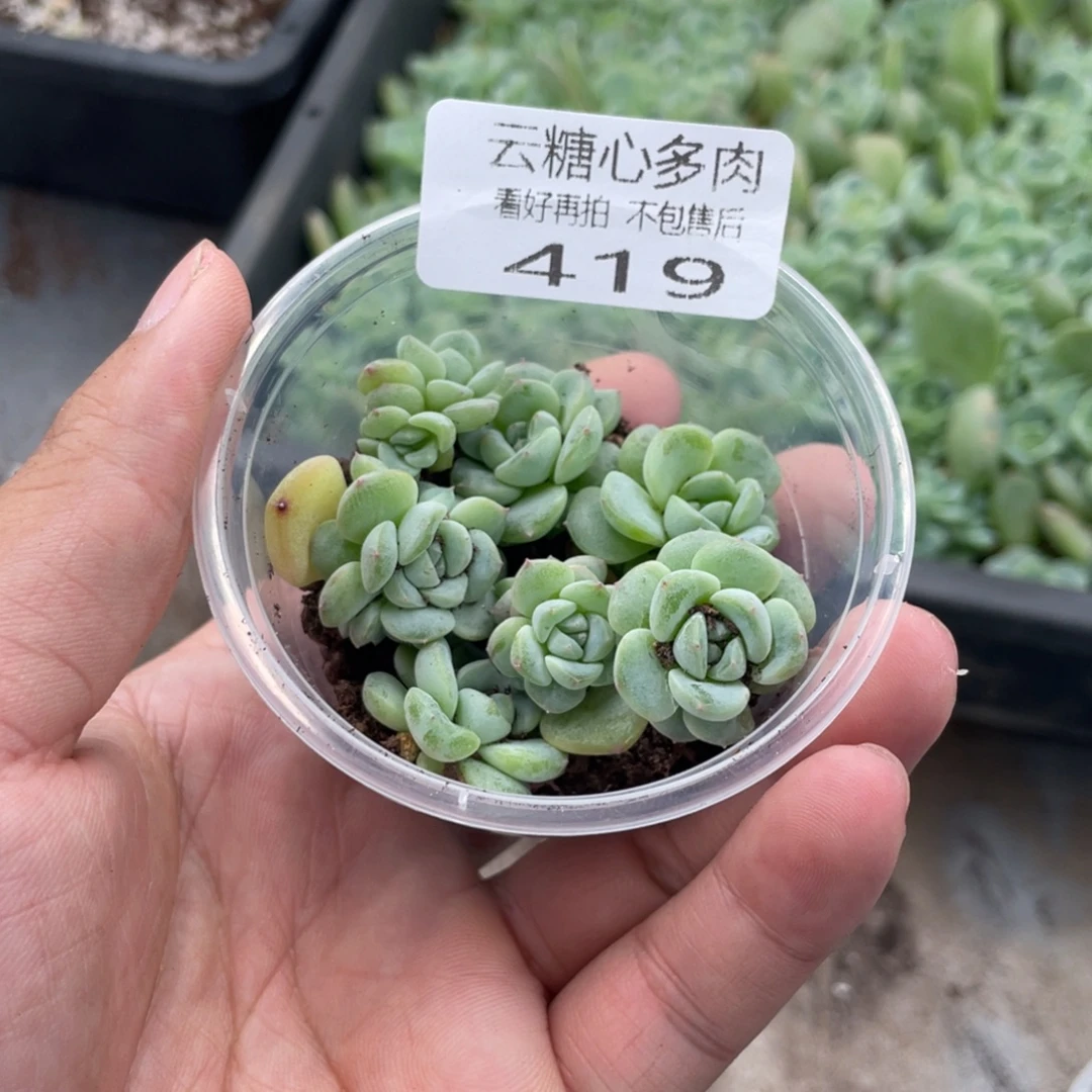 云糖心多肉植物419