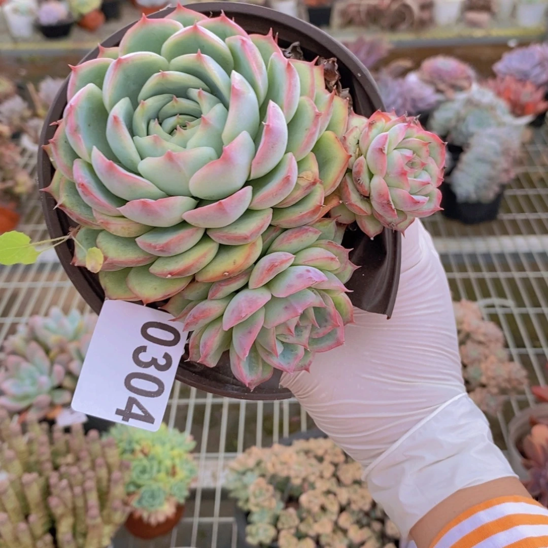 0304侧影多头一物一拍