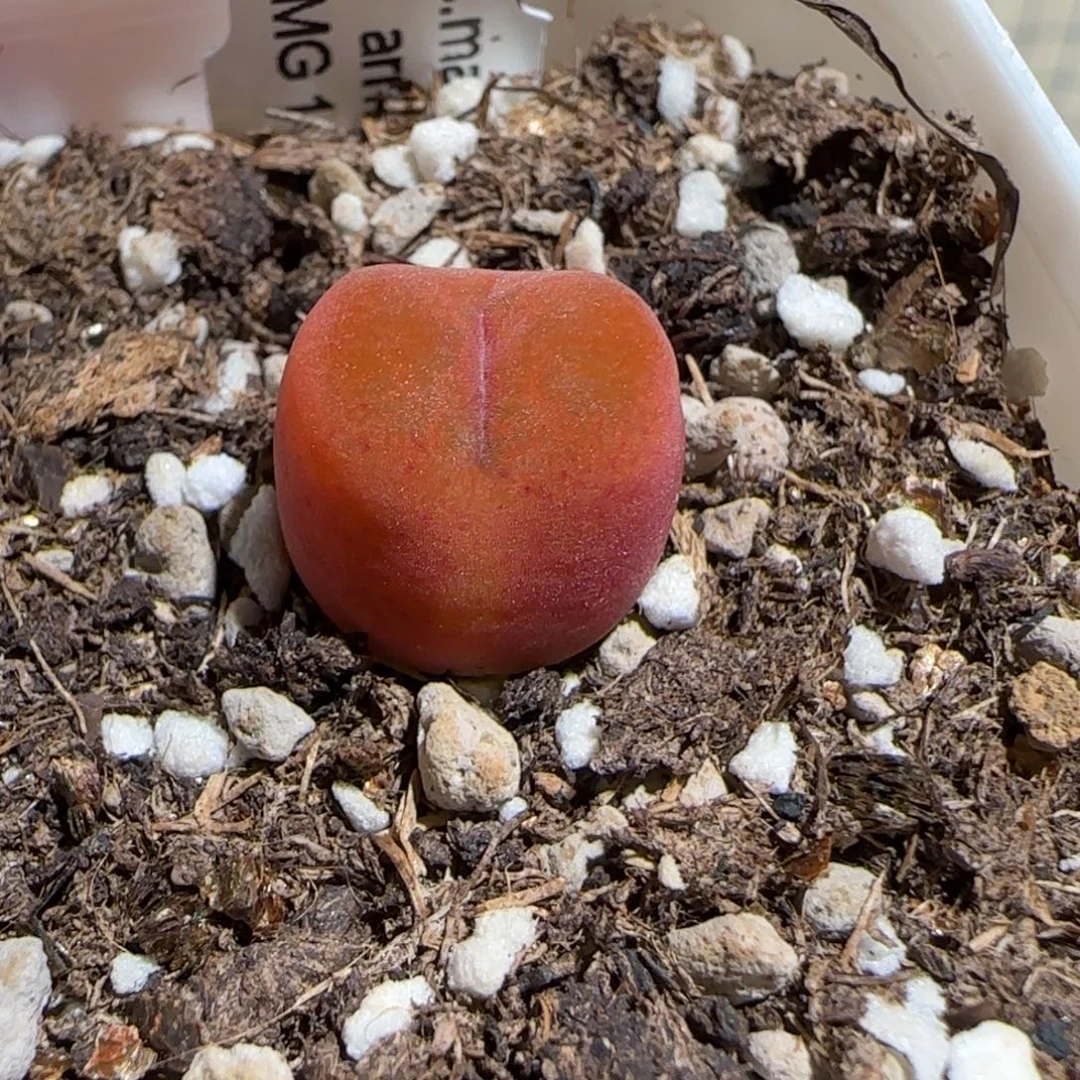 肉锥多肉植物组合-1430.5、1181