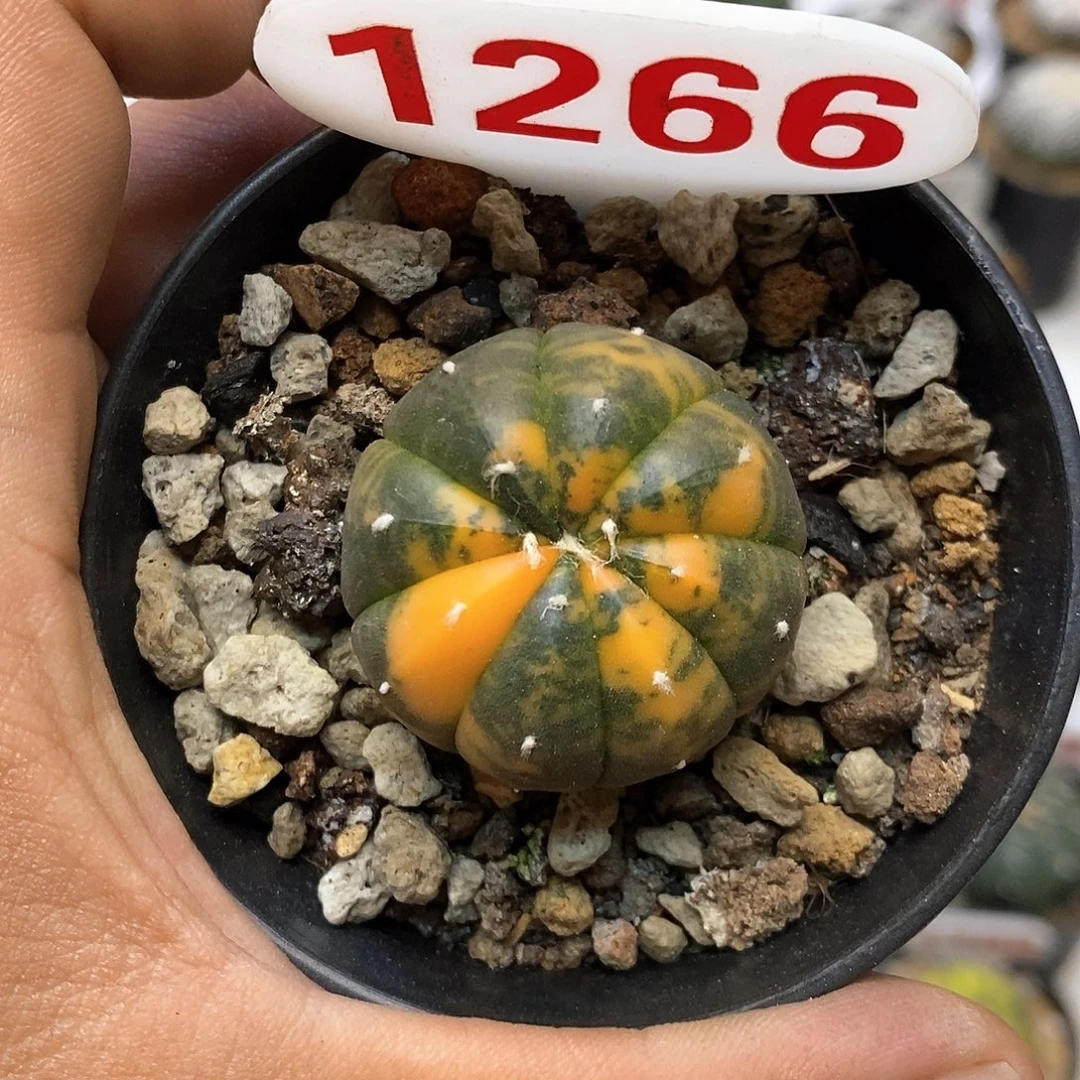 1266福利特价来了哦