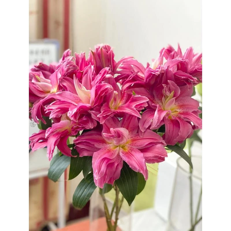 红美人重瓣百合（顺丰包邮）