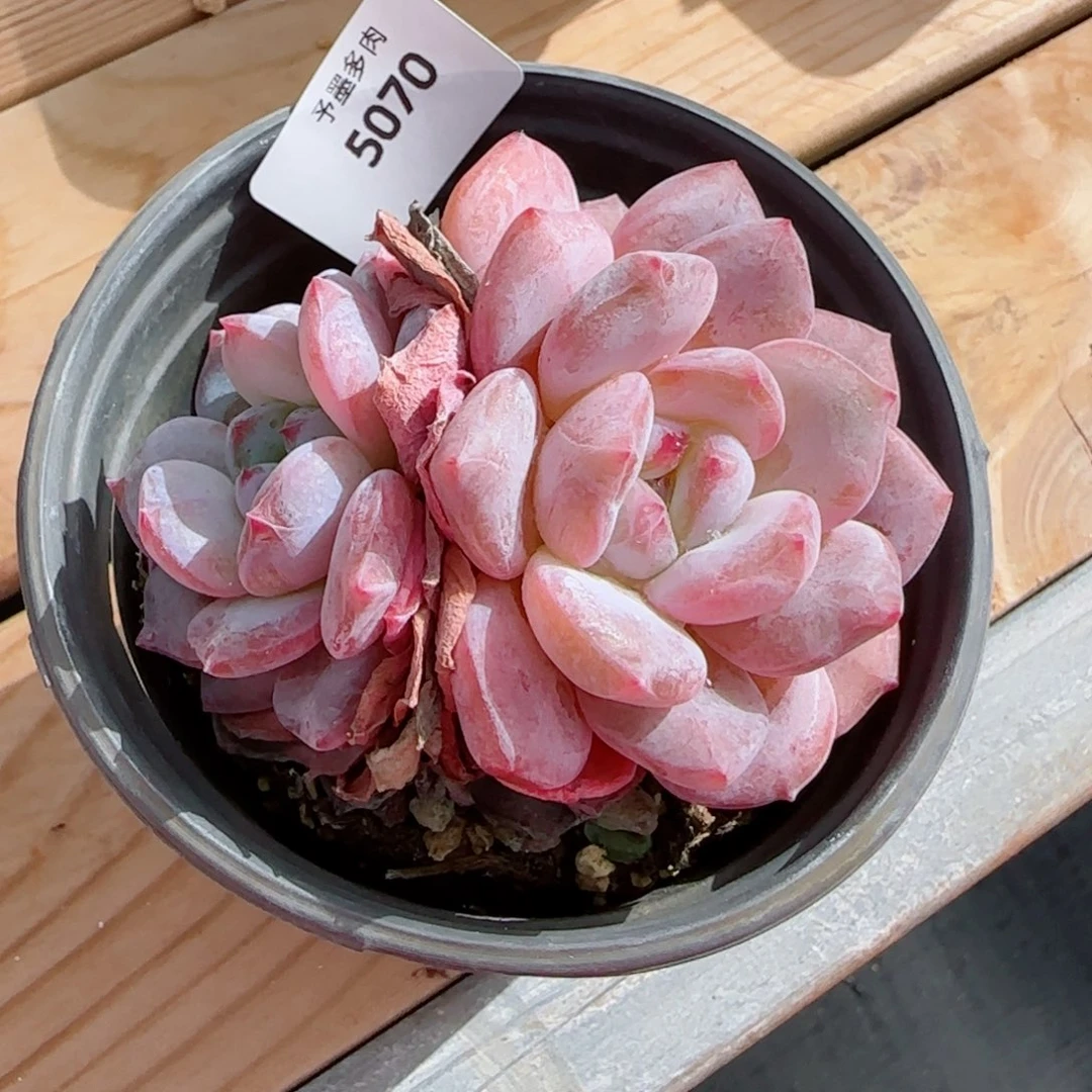 雪之魄，5070多肉植物
