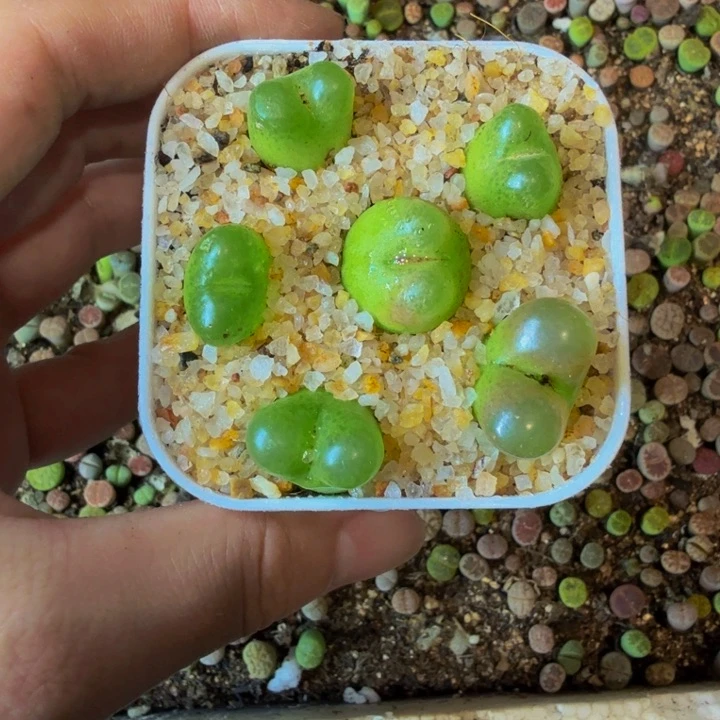 变**人多肉植物的生长发育36