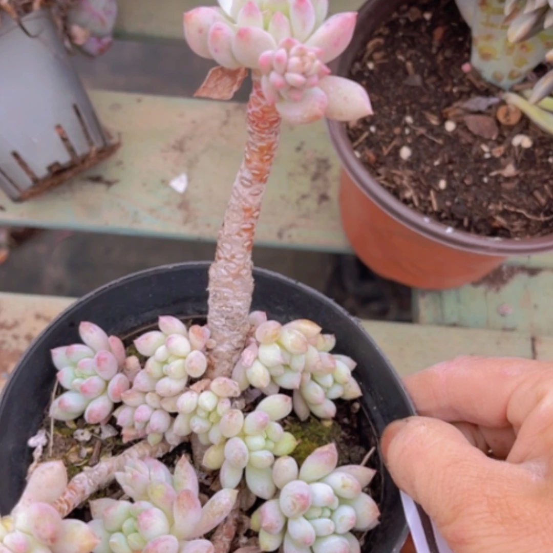 【闪购商品】明珠美人0336