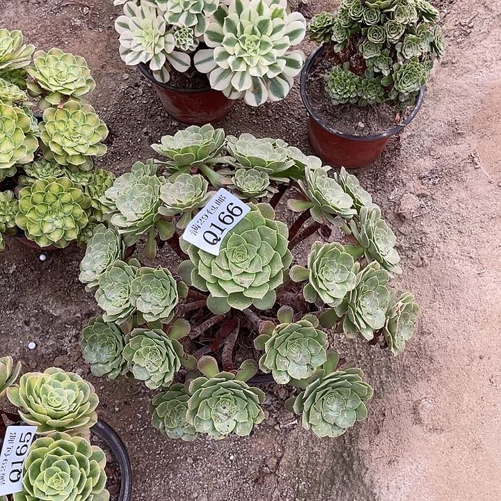 166绍修多肉植物