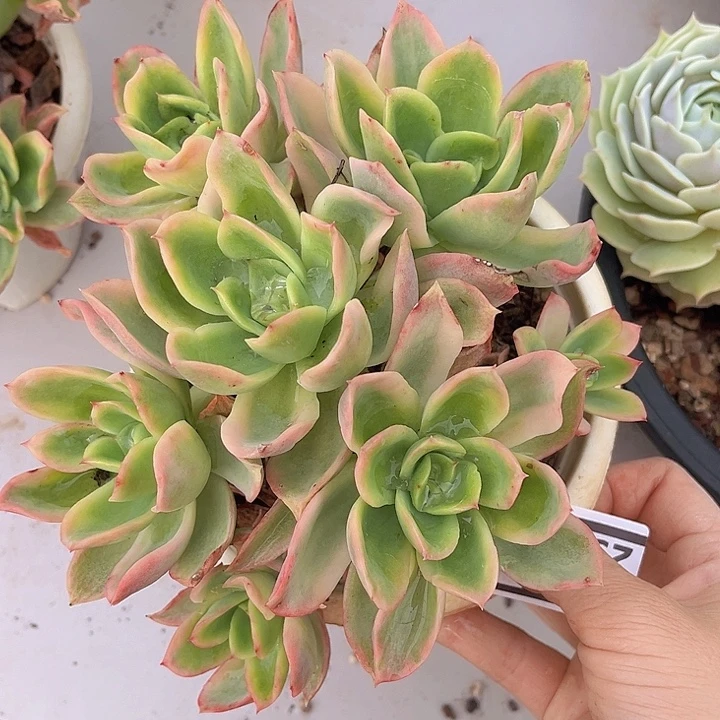 乔伊锦23120多肉植物