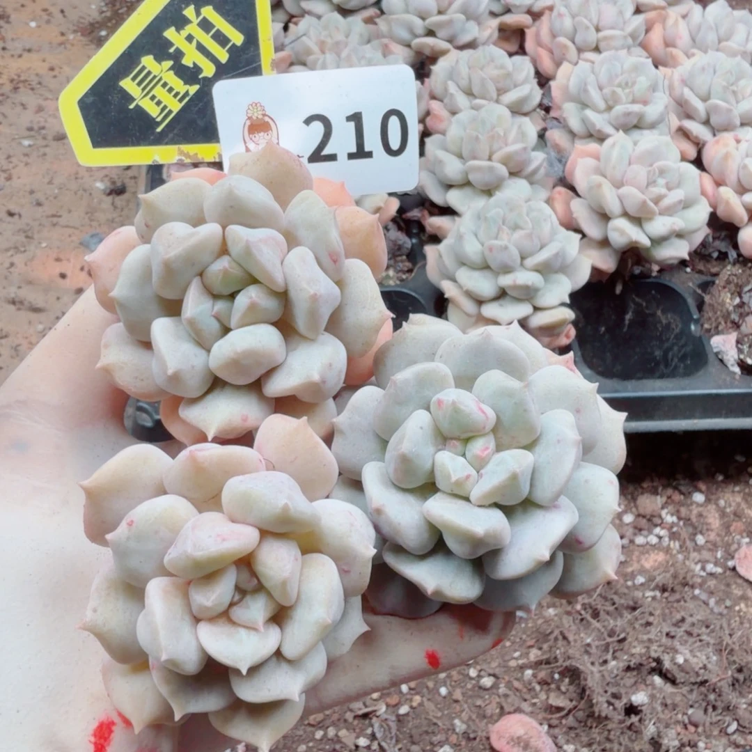 多肉植物多肉植物