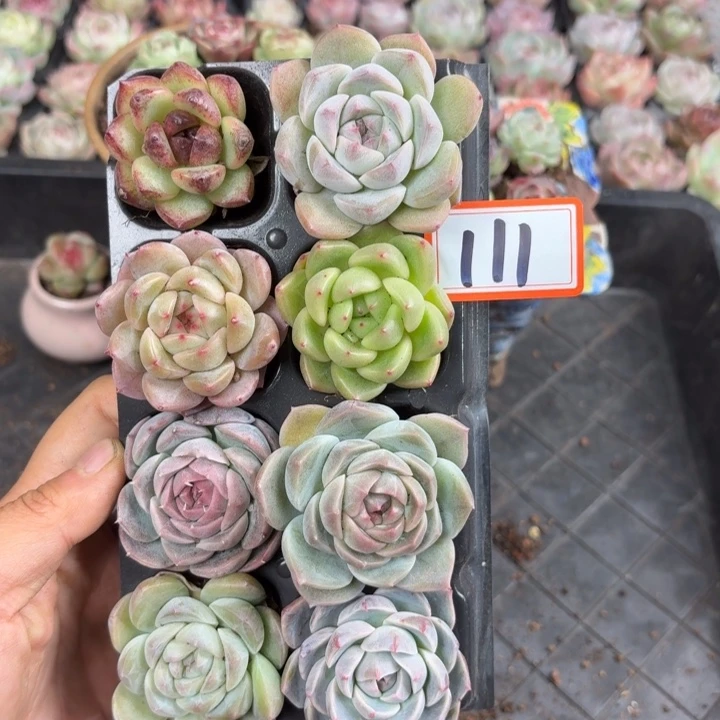 精品多肉直播一物一拍111