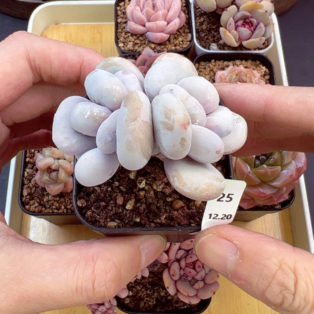 好好看25、哈哈哈哈