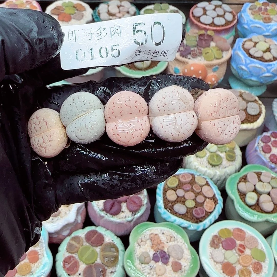 生石花满18包邮0105-50