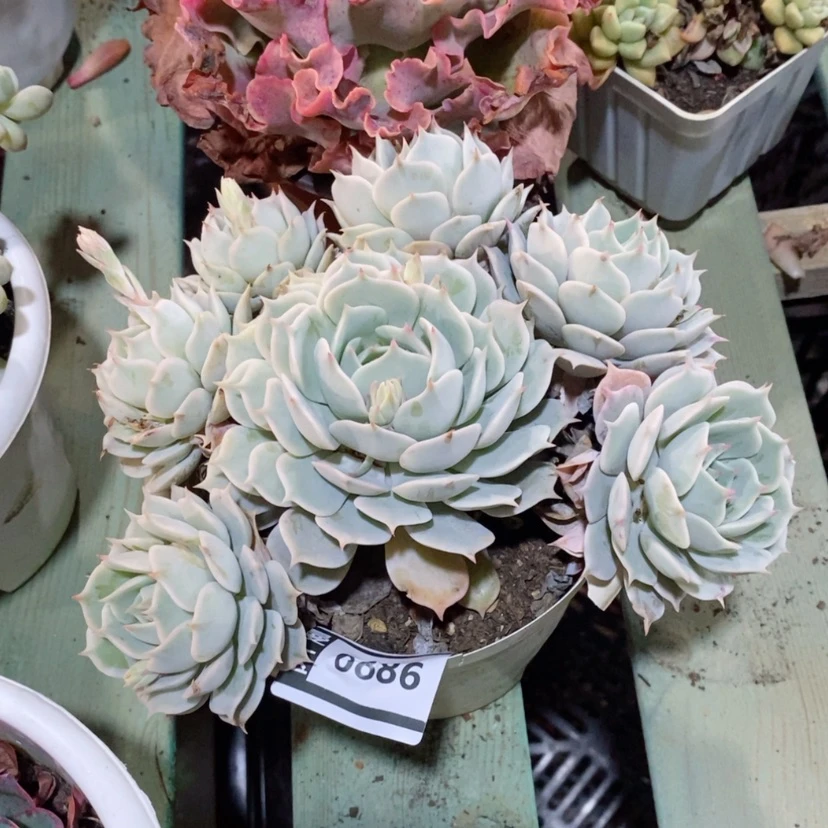 【闪购商品】露娜莲0886