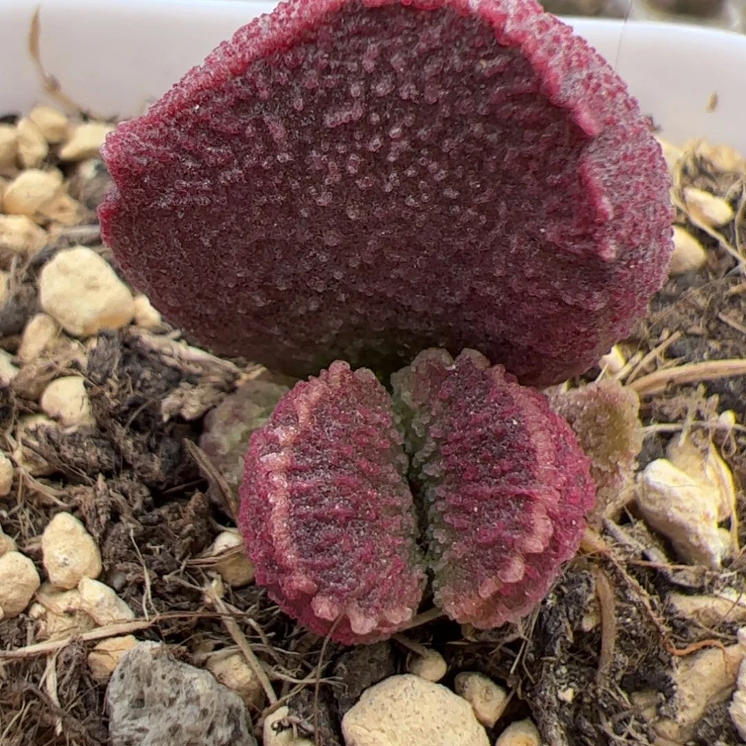 实生低叶苗多肉植物水泡多肉植物