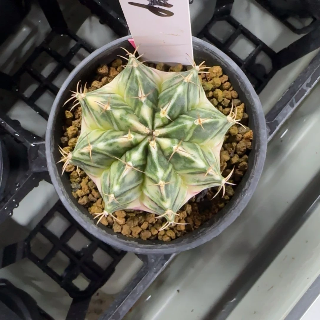 144-0212实生脱土发多肉