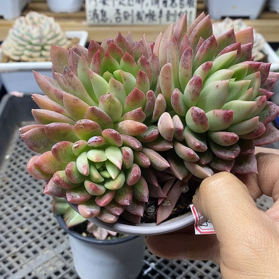 02103 福利不知名东云 不售后