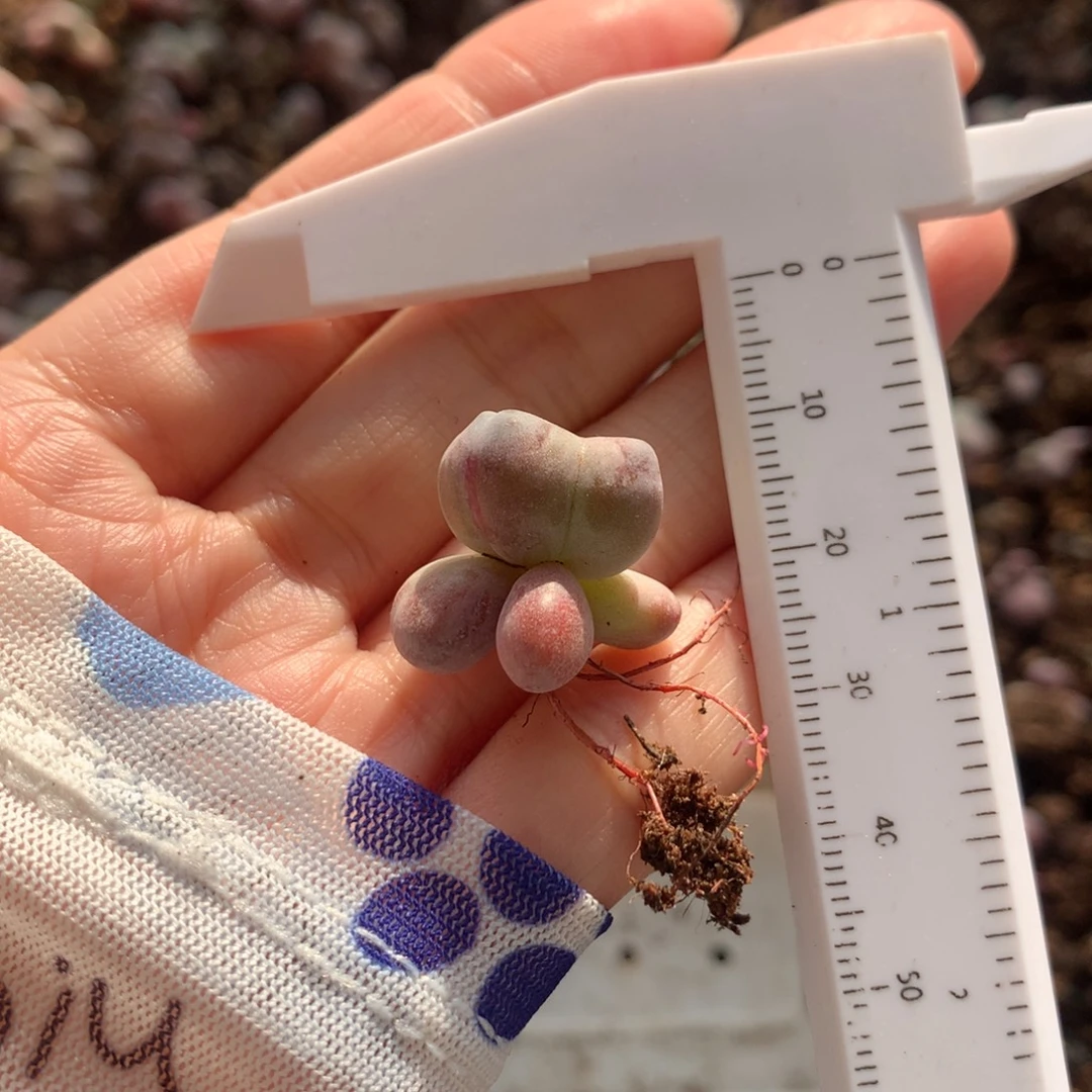 糖果红拉丝锦不满28发到付，发一片叶，~