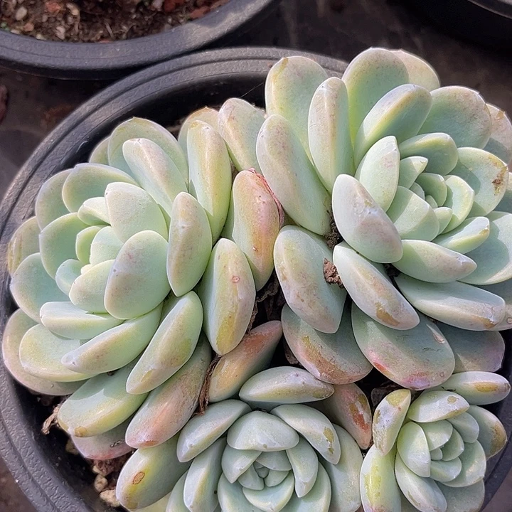 冰玉2716多肉植物