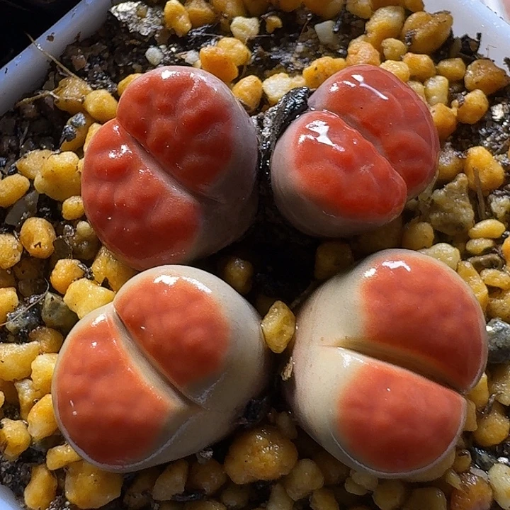 生石花1111222。   263