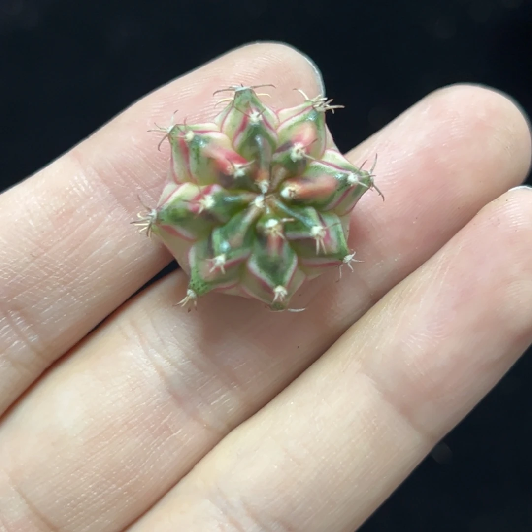 名品侧芽自根脱土发货