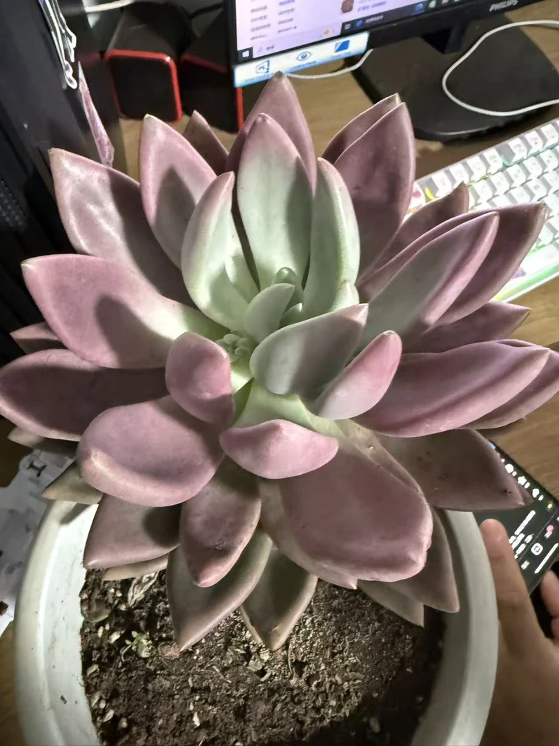 精品多肉   桃花源