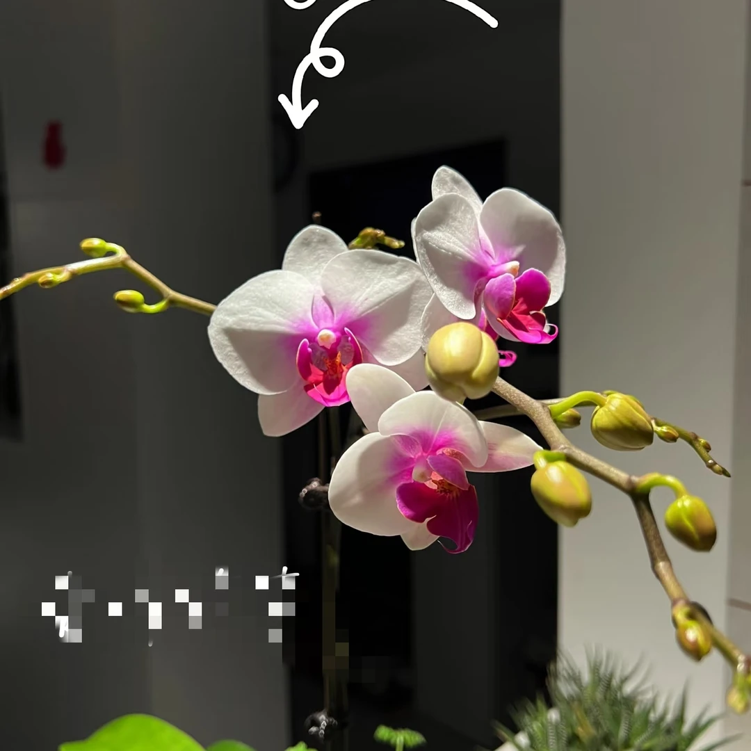 【2316双苗】3.5寸加高杯 室内高端花卉蝴蝶兰