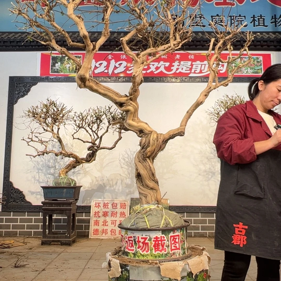 无花朵金银花666666666