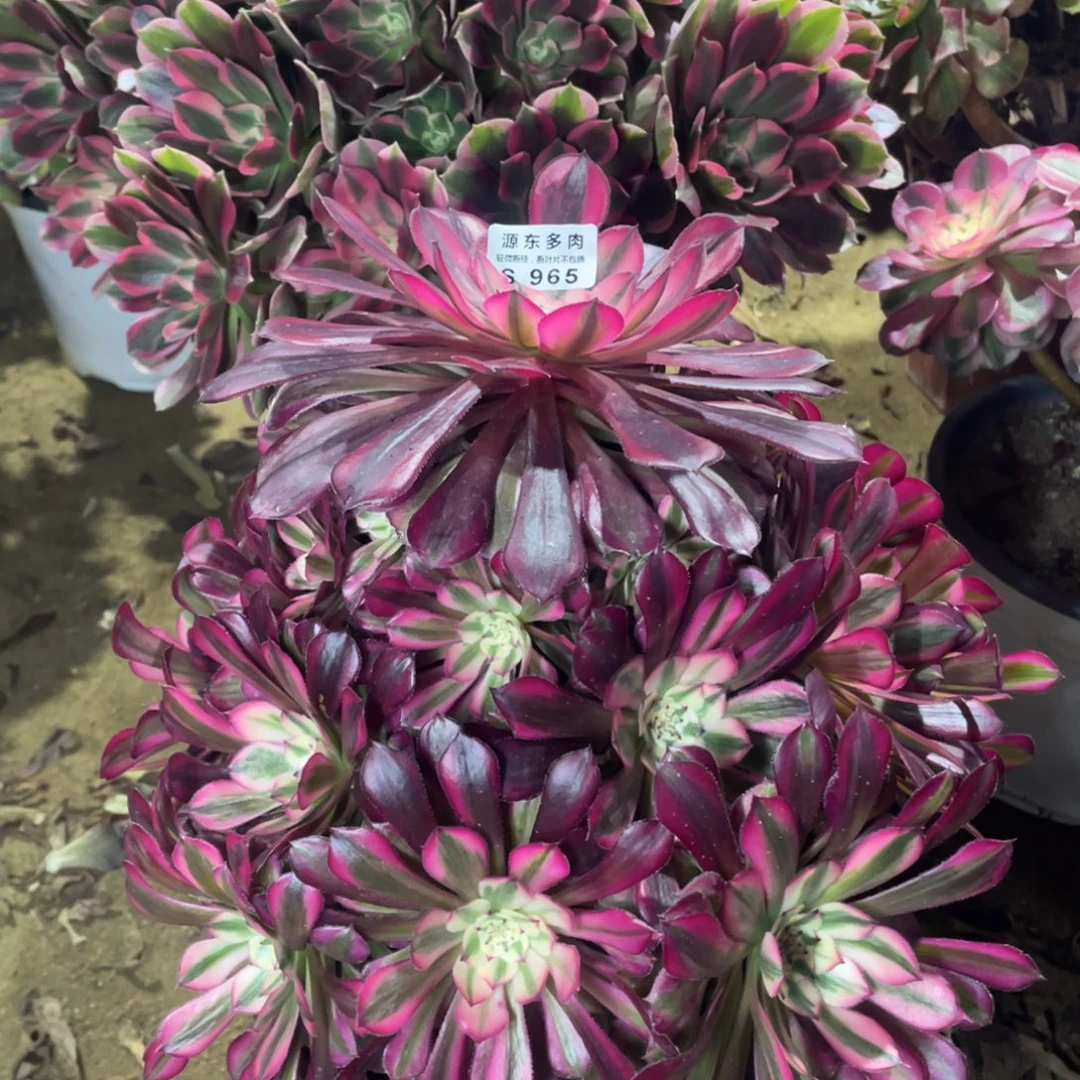 965红铜壶锦多肉法师断枝不包