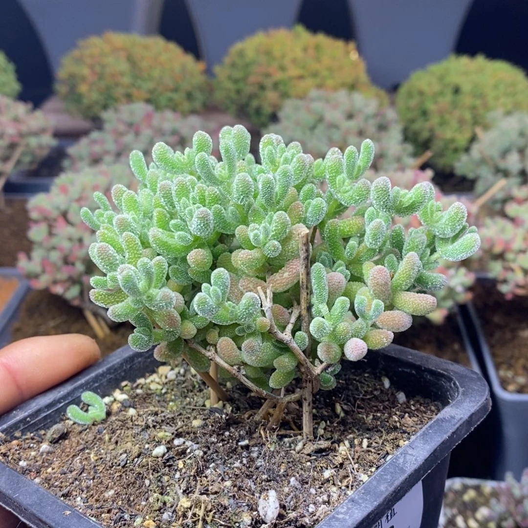 953优选冰晶枝干