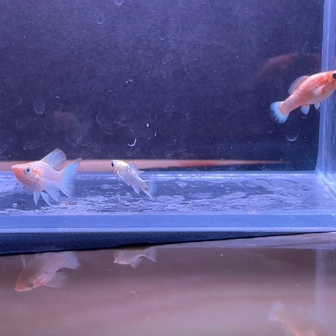 孔雀鱼玛丽崽两条备损一条