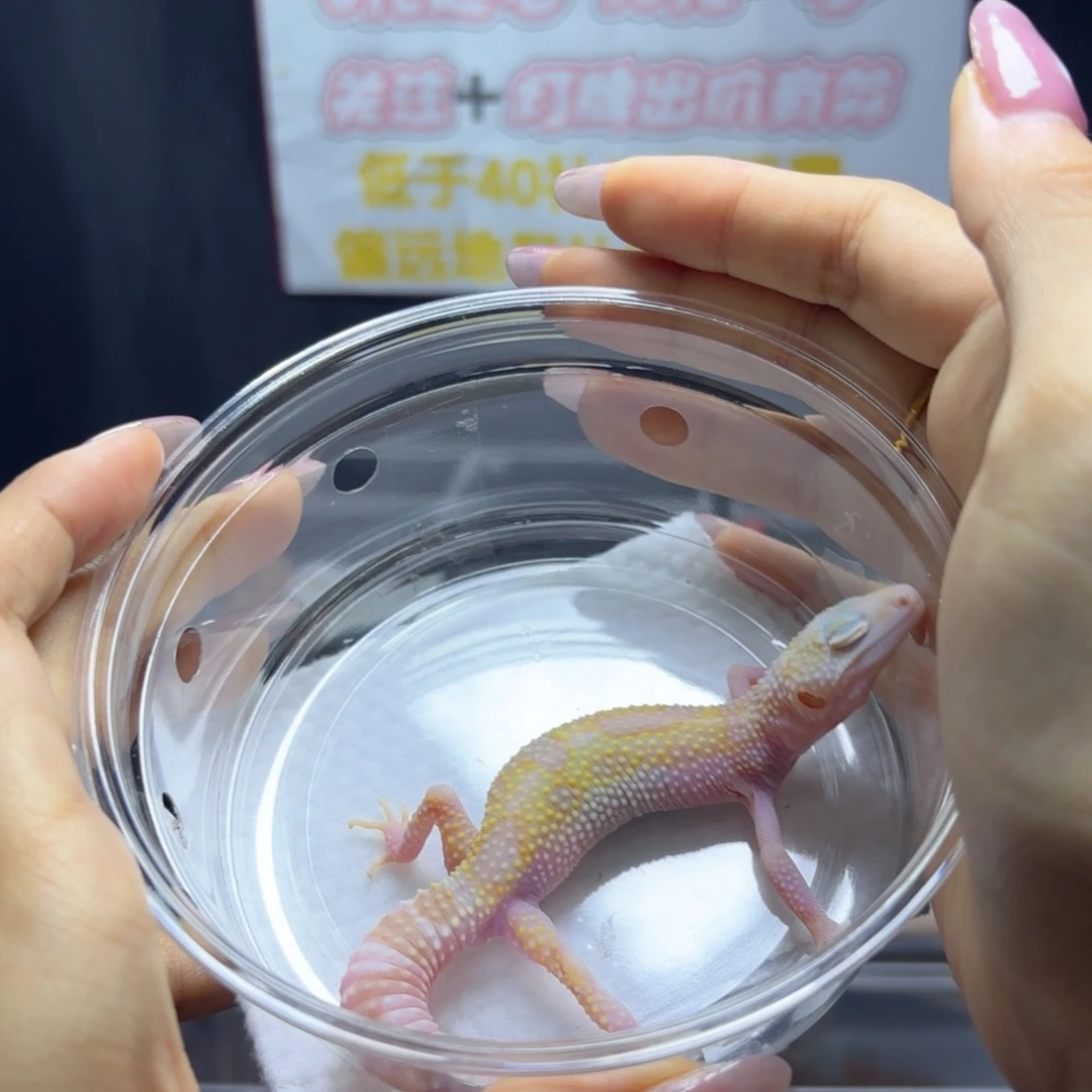 豹纹守宫 川普白黄公