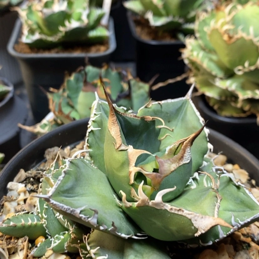 【闪购商品】布****?立可白