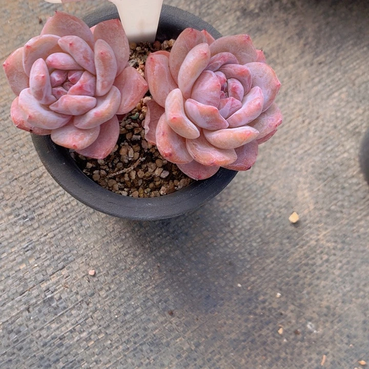 洋洋雪天使带盆土