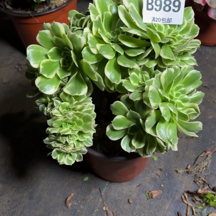 瑞妈，，。。。。989迈缀，