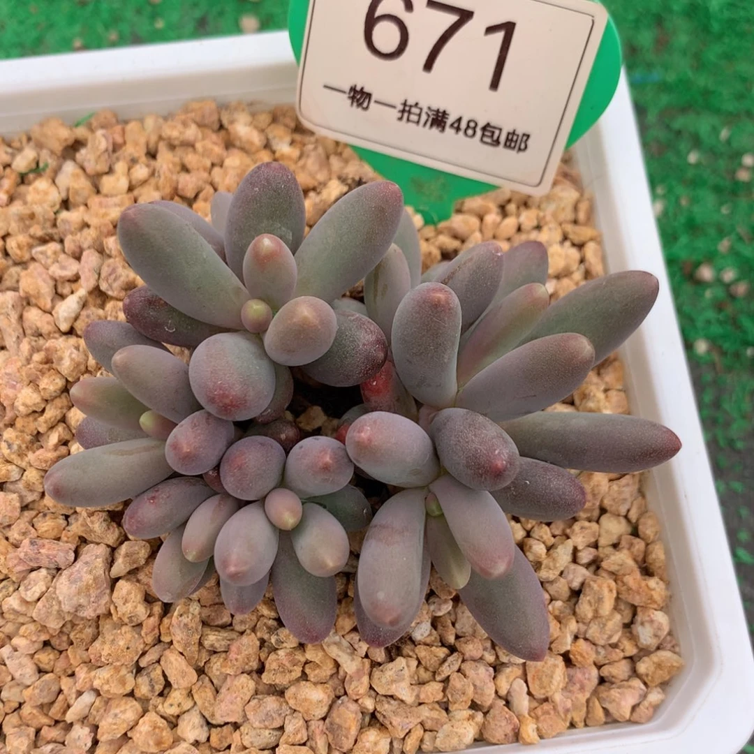 正版烟花8头一物一拍671