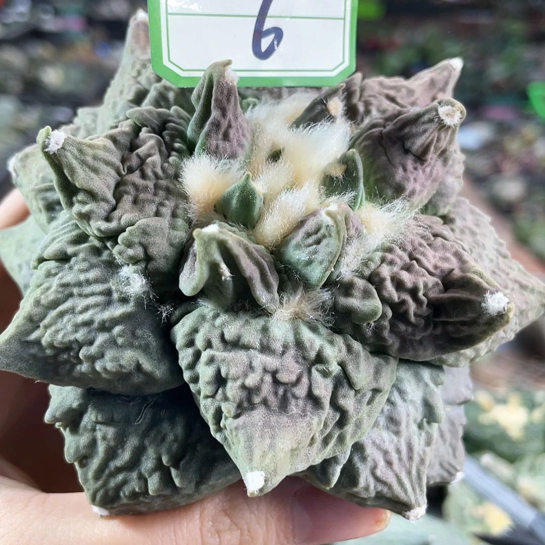 6号11cm自根紫姬龙牙怒涛