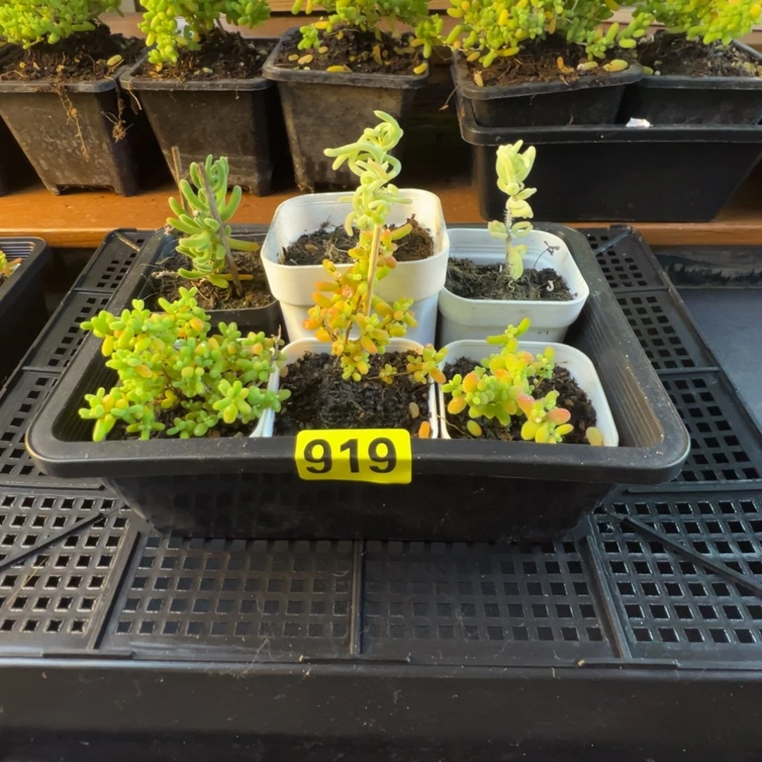 枝干番杏多肉植物919