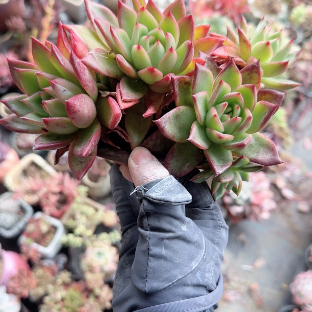 无花朵腊宾群生120