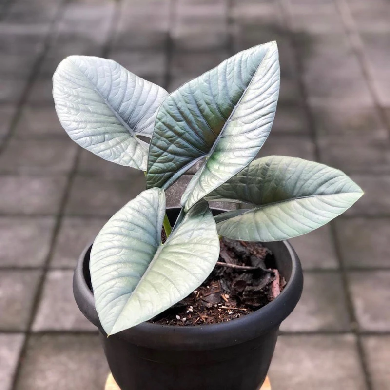 赤道翡翠海芋 Alocasia Reginae 室内观叶绿植盆栽