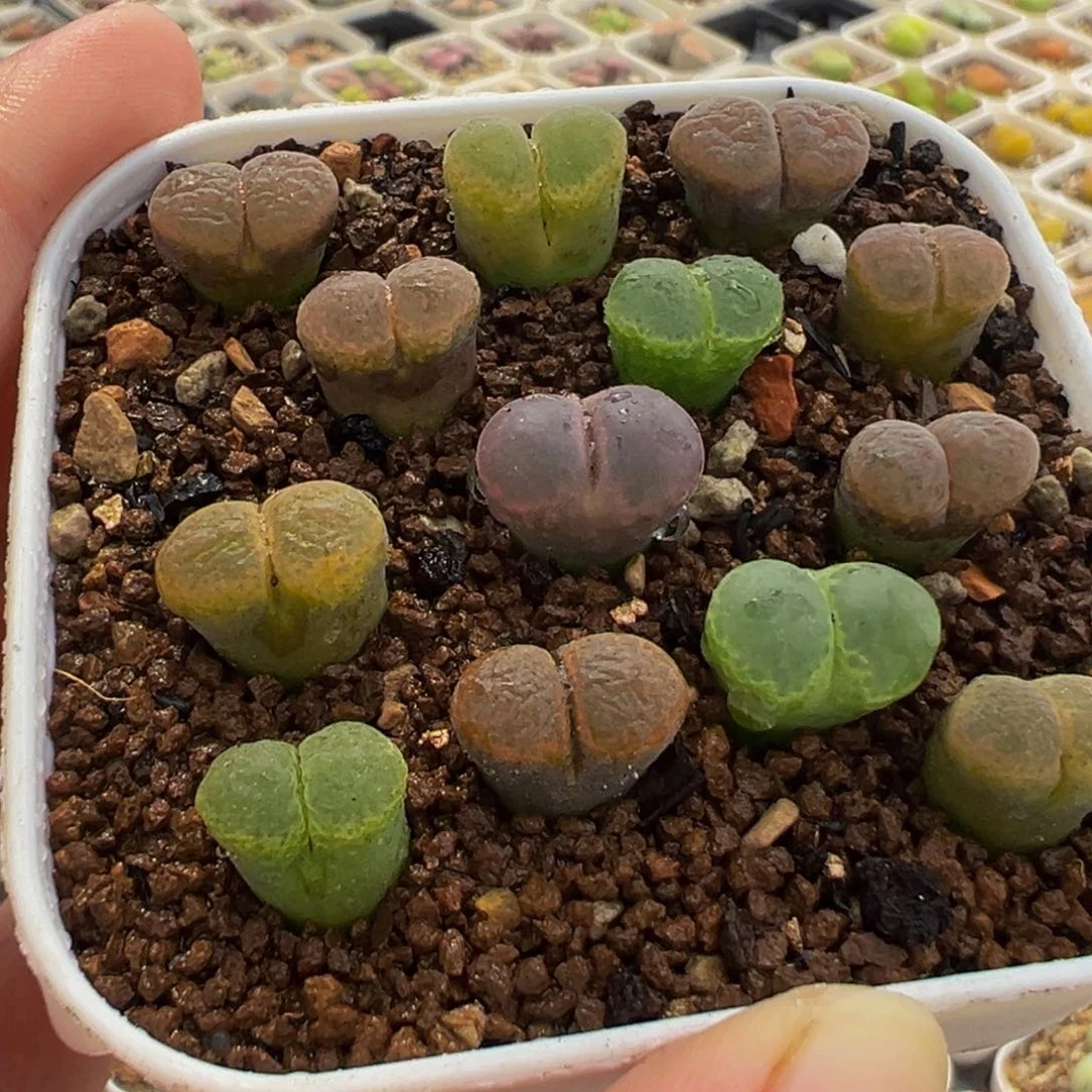741多肉植物种类多样