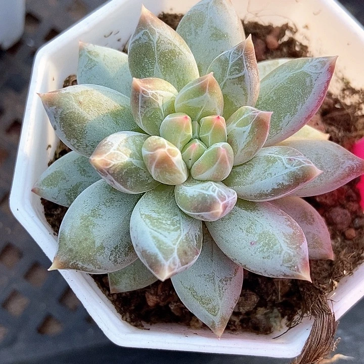 多肉植物伊丽莎白91