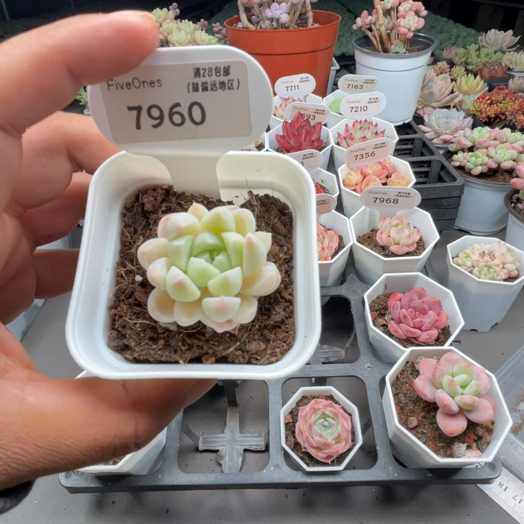 7960白桃汽水4.0厘米