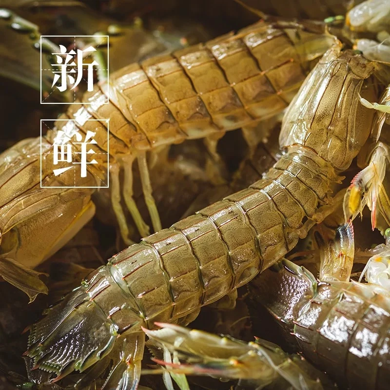 皮皮虾 顺丰江浙沪皖充氧活发【保鲜不保活】其余省份需压冰发