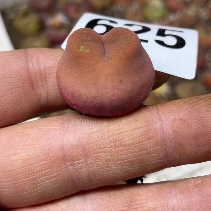 625蟠桃母本lllllll